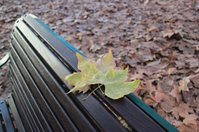 Leaves on a Bench 400
